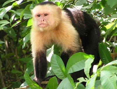 Capuchin 